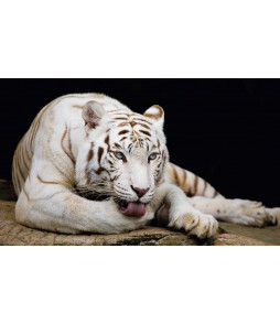 Tigre blanc